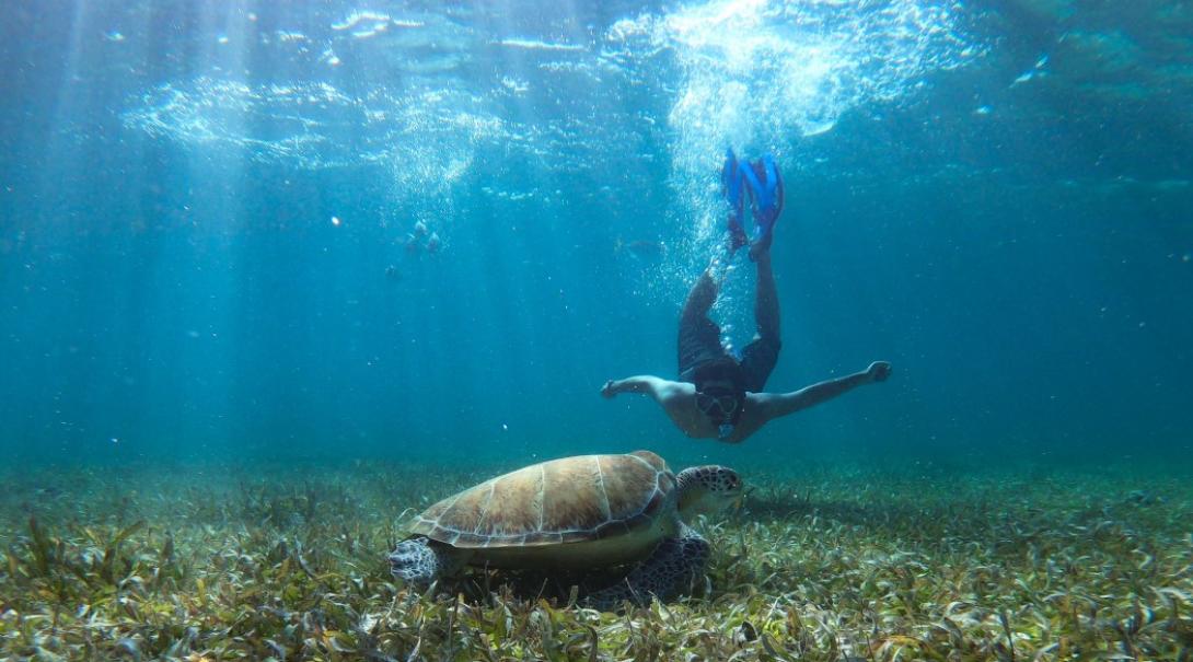 A snorkelling man comes face-to-face with a sea turtle 