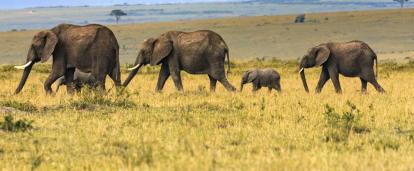 Elefantfamilj som strövar genom vildmarken i Botswana i Afrika