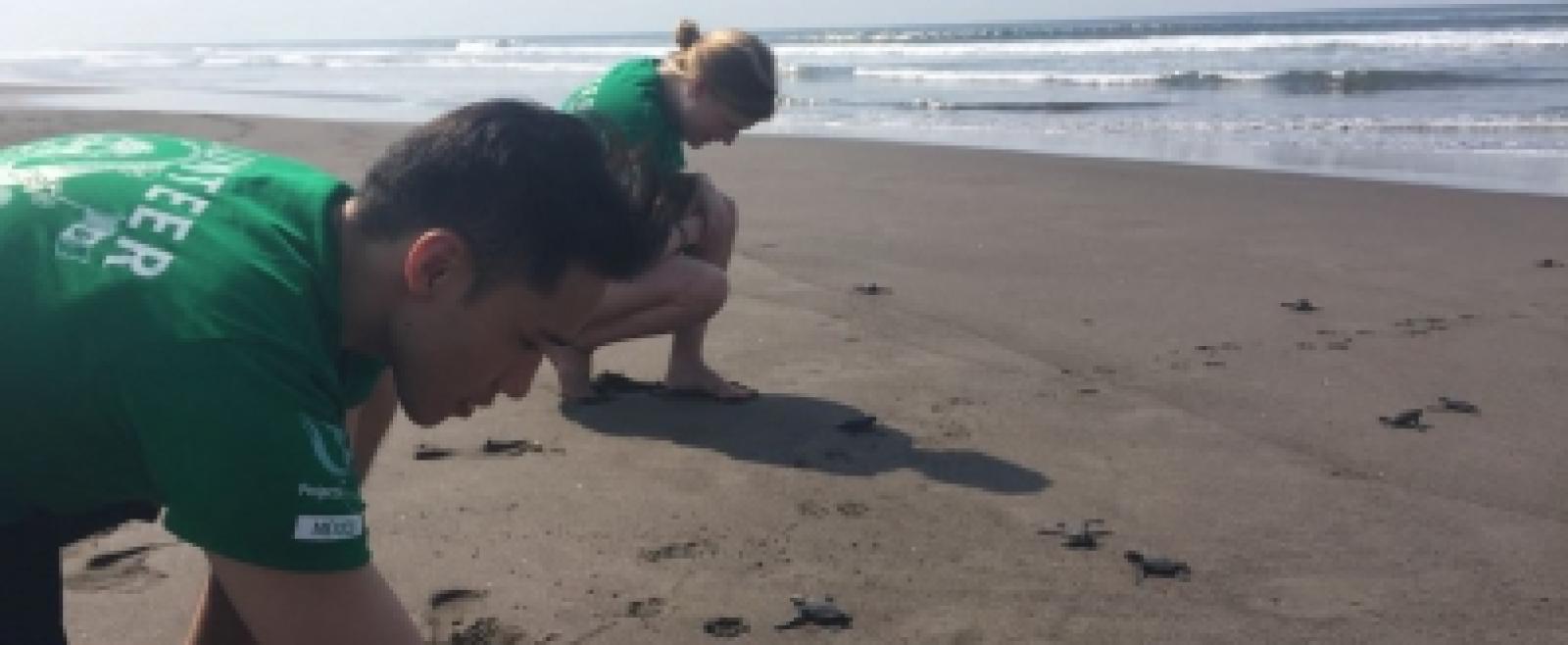 Des volontaires de Projects Abroad libèrent des tortues luth en train d'éclore sur une plage au Mexique