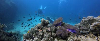Marine Conservation volunteer diving in Thailand