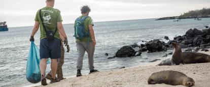 Volunteers clean a beach surrounded by sea lions