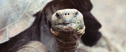 エクアドルのガラパゴスゾウガメ