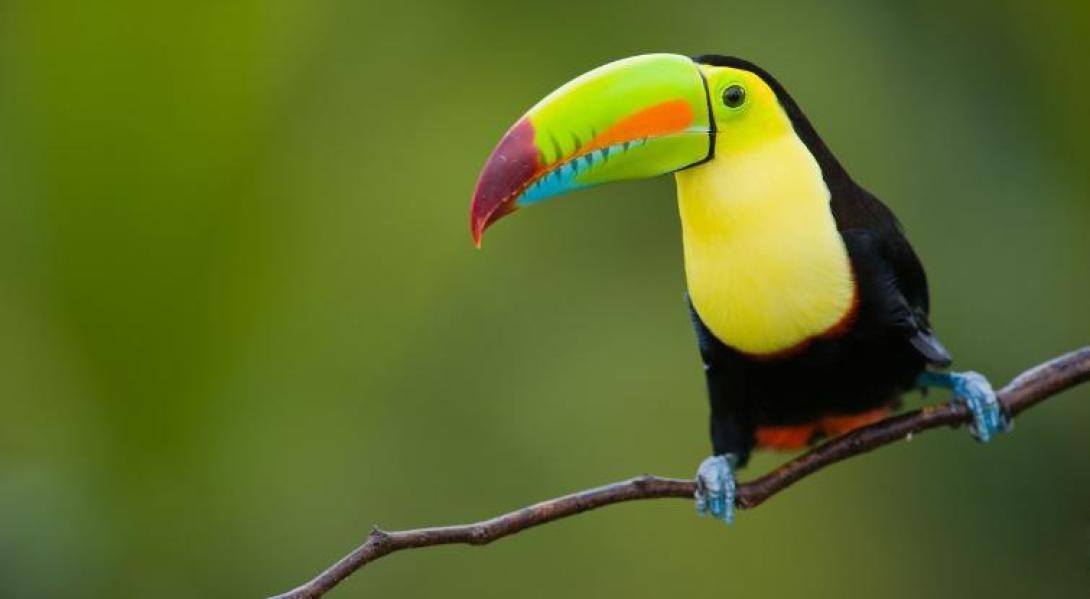 Come face to face with incredible wildlife
