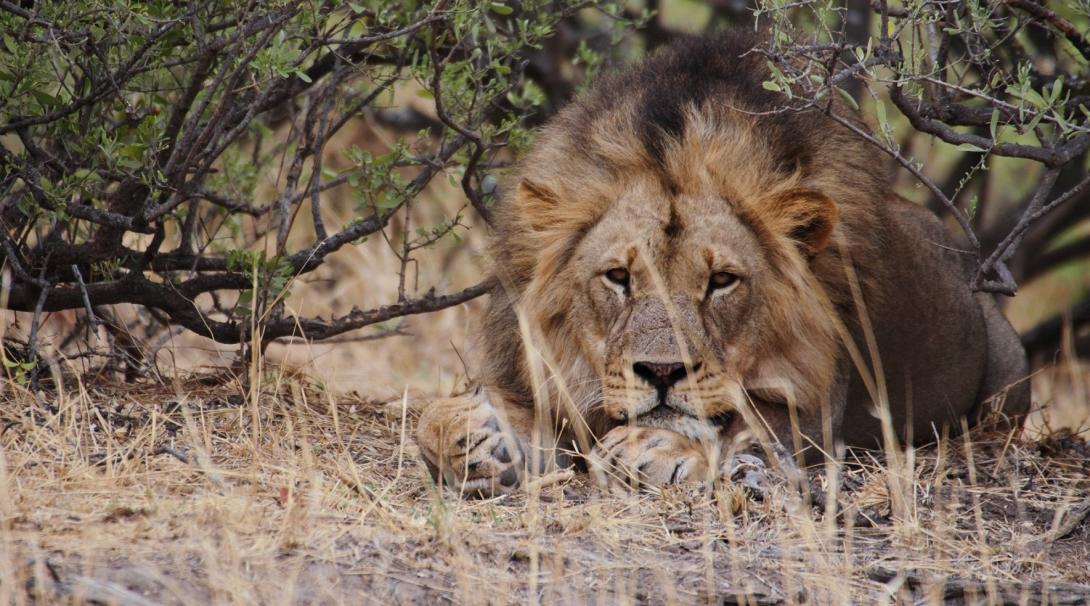A lion resting in the shade at Wild at Tuli, the reserve in Botswana where Projects Abroad volunteers abroad work on wildlife conservation.