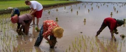 Volunteers over 50 learning about the Khmer culture in Cambodia, take part in basic farm work with locals. 