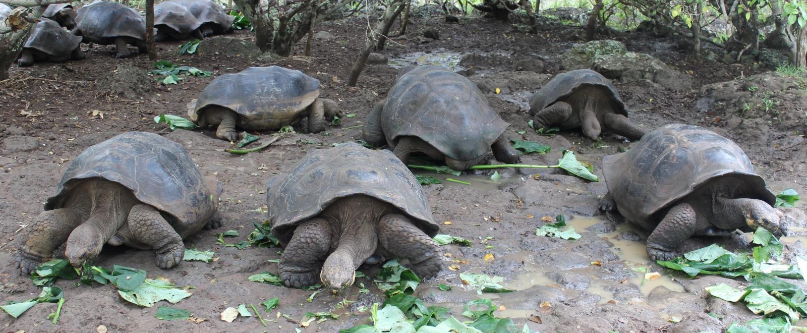 Giant tortoises being fed by Projects Abroad volunteers in Ecuador while volunteering in Galapagos.