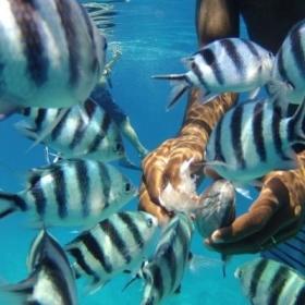 Projects Abroad volunteers take a break to snorkel and feed the fish during their Fiji volunteer programmes.