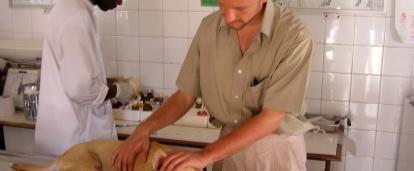 A volunteer helps out with a dogs examination in a veterinary clinic during his Veterinary Medicine work experience in Ghana.