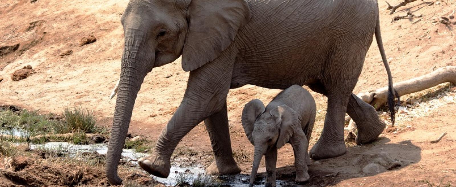 As a Projects Abroad volunteer in Botswana, elephants will be a regular site during volunteer work.