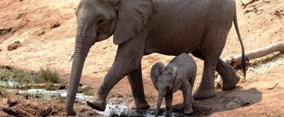 As a Projects Abroad volunteer in Botswana, elephants will be a regular site during volunteer work.