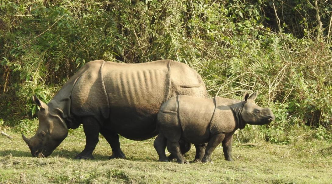 Rhinos in Nepal