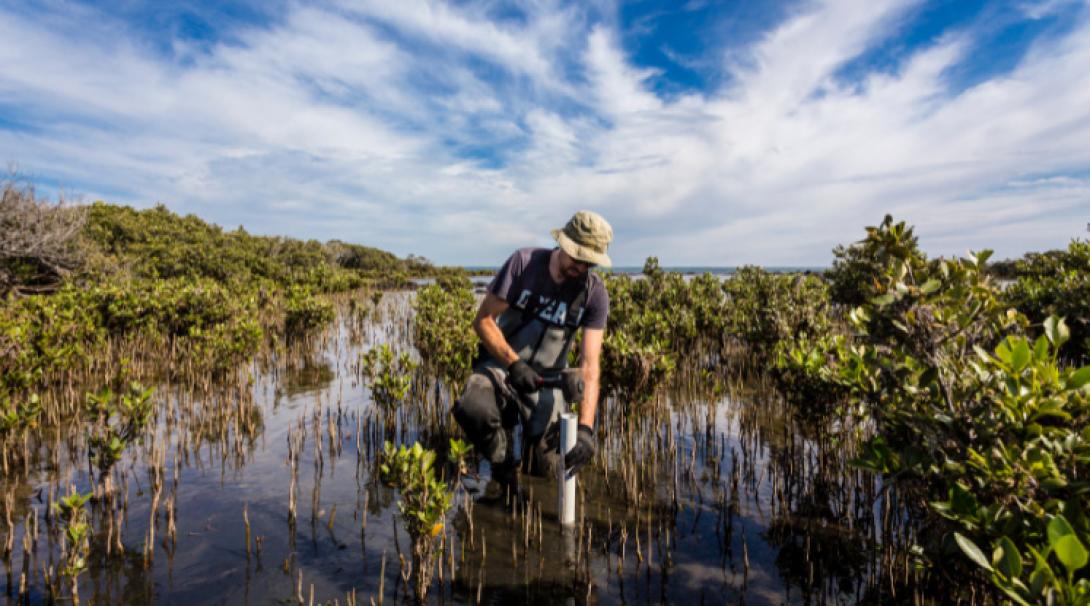 Planting mangroves