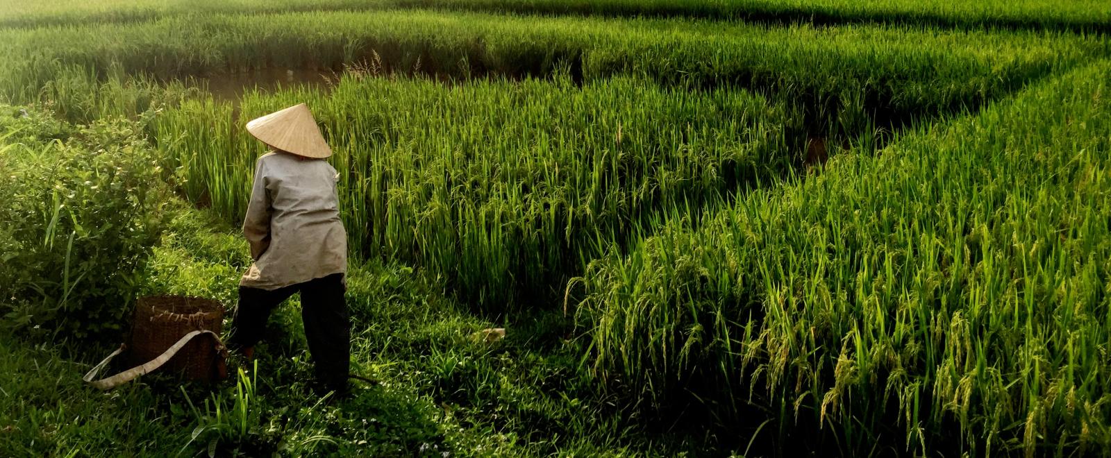 Volunteer in Vietnam