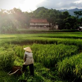 Volunteer in Vietnam