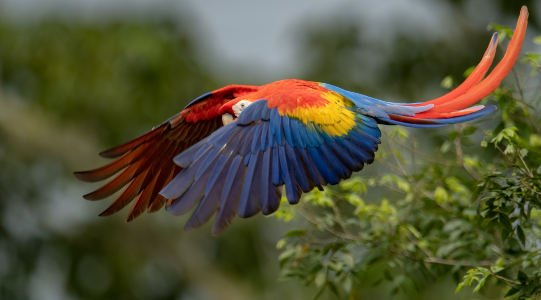Explore the cloud forest ecosystem
