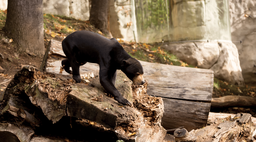 A sun bear walks across the top of a large rock in an ethical conservation reserve