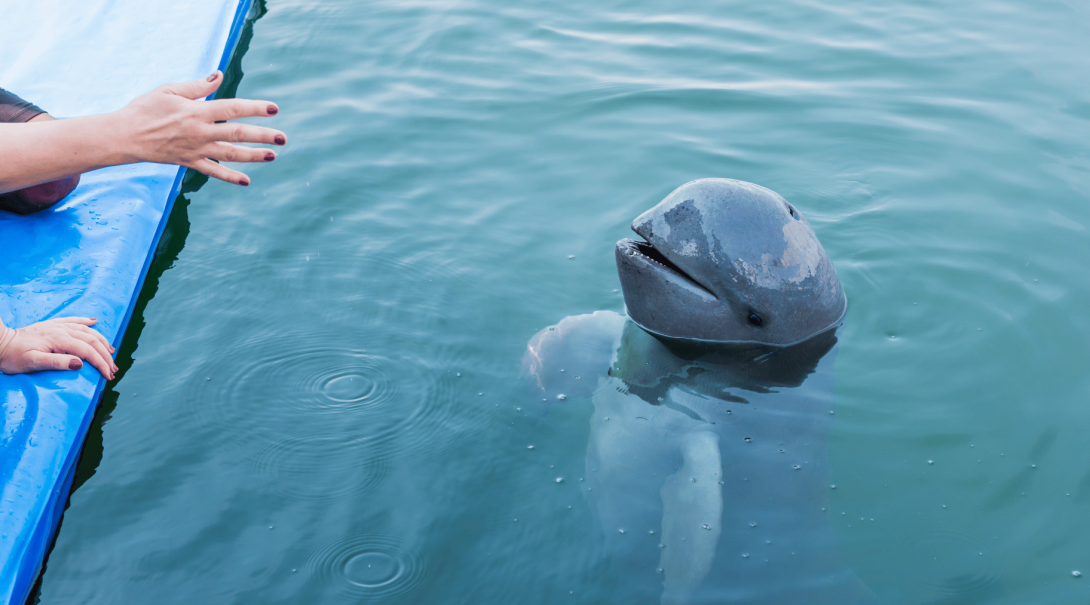 An Irrawaddy Dolphin floats beside a person on a raft