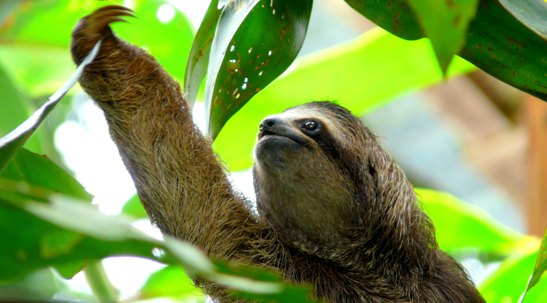 Learn conservation skills from experts