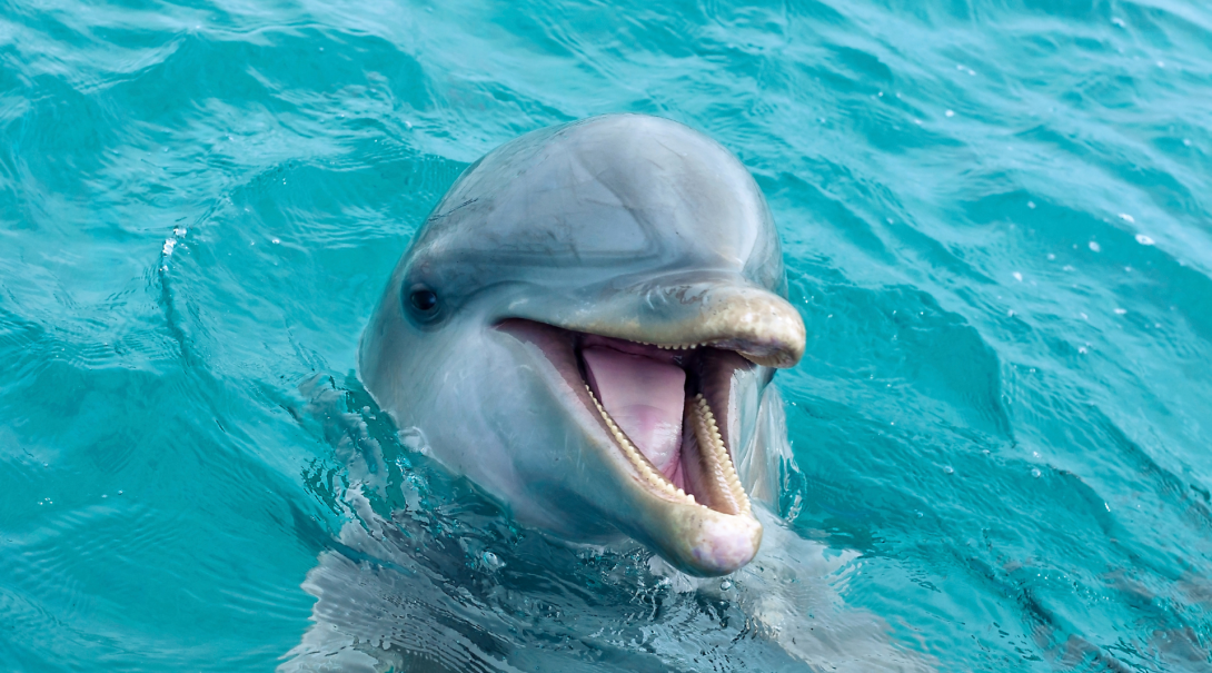 See dolphins and other marine wildlife