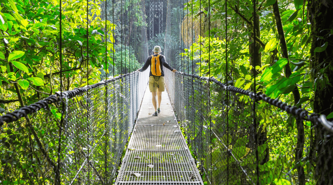 Take in the view from a canopy walkway