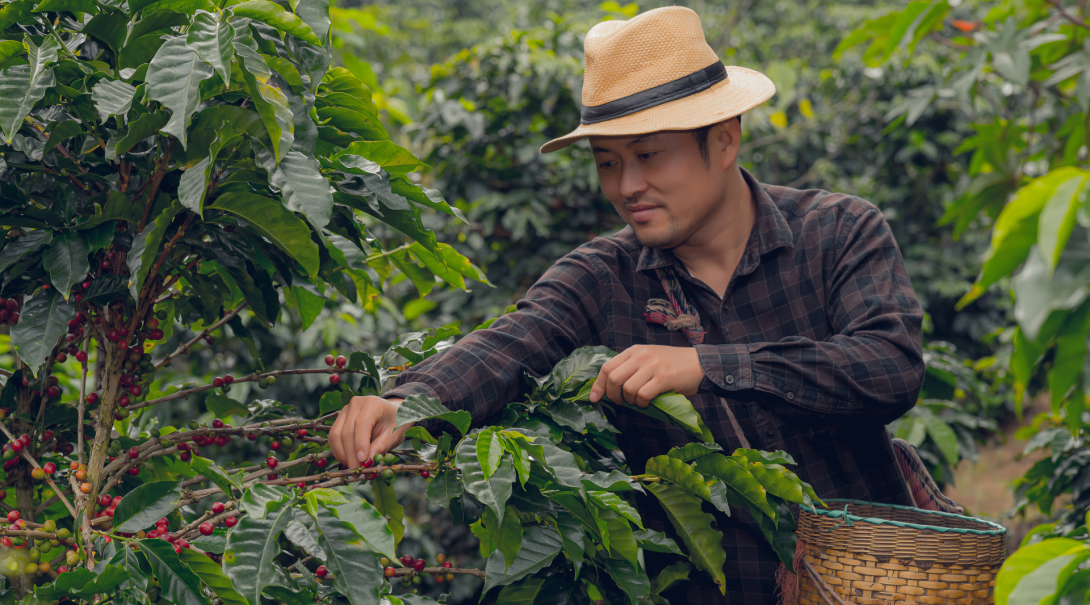 Spend time on a working coffee plantation