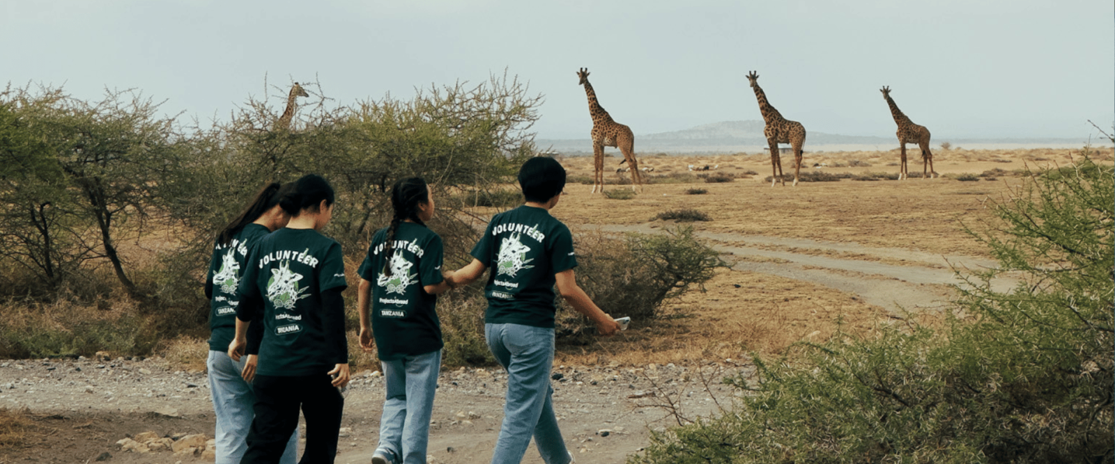 Four Projects Abroad conservation volunteers walk past a herd of giraffes in Tanzania