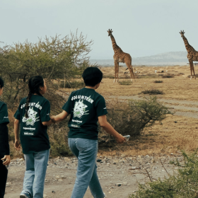Four Projects Abroad conservation volunteers walk past a herd of giraffes in Tanzania